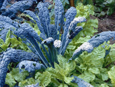 long blue tuscan palm kale stems growing out from a bed of smaller green rounded…